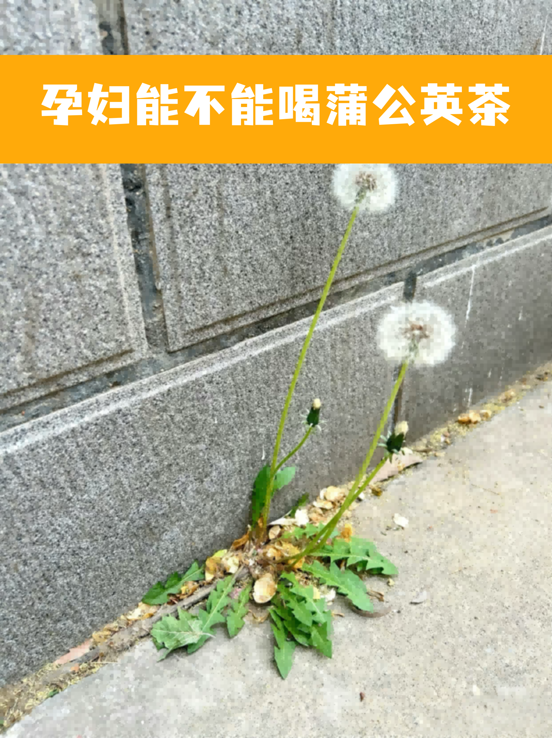 蒲公英茶的制作方法步骤(蒲公英茶的制作方法步骤是什么?晒干和炒制哪种更好?)