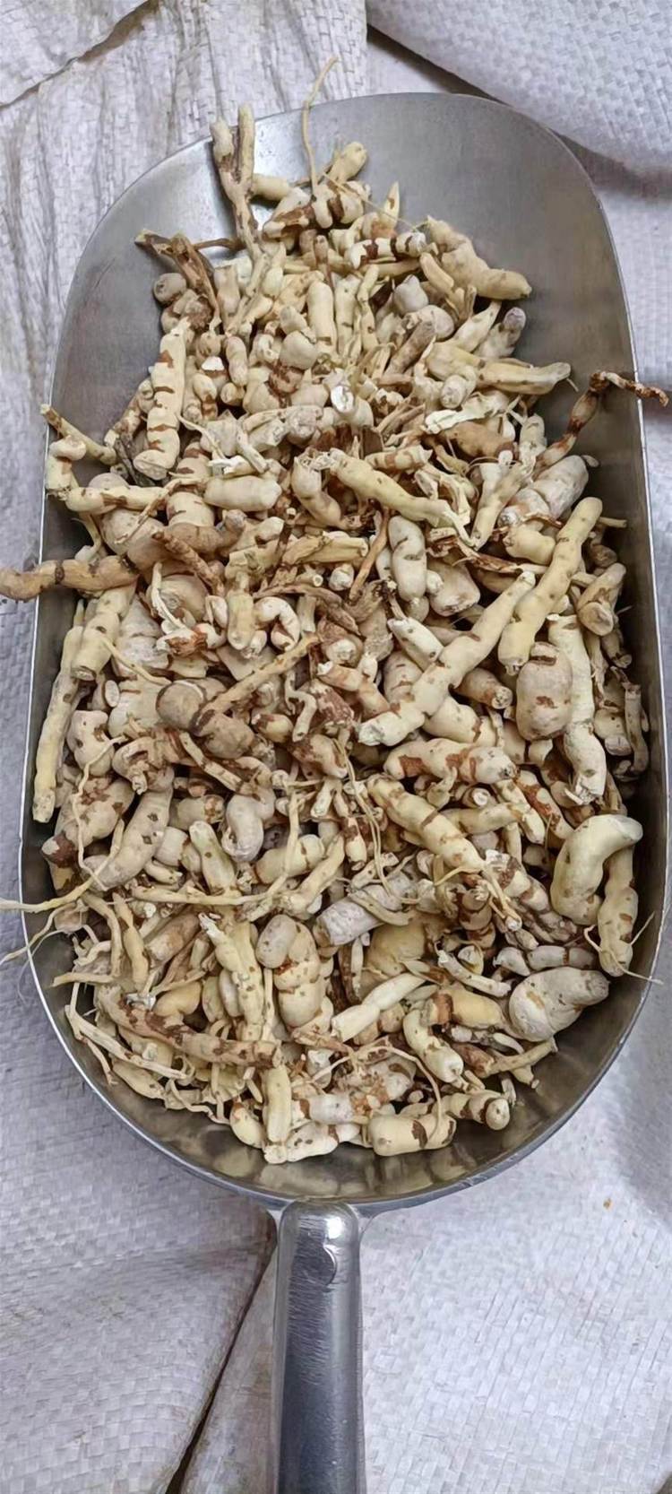 见血飞图片(见血飞图片功效作用) 见血飞图片(见血飞图片功效作用)