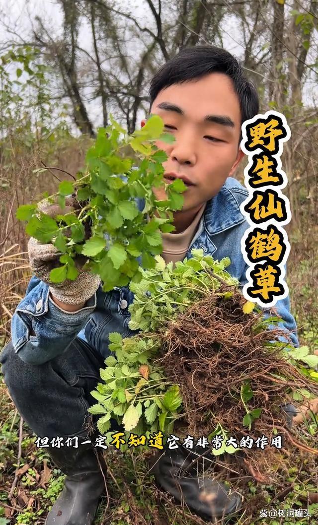 脱力草的功效与作用(脱力草的功效与作用图片 双丽草)