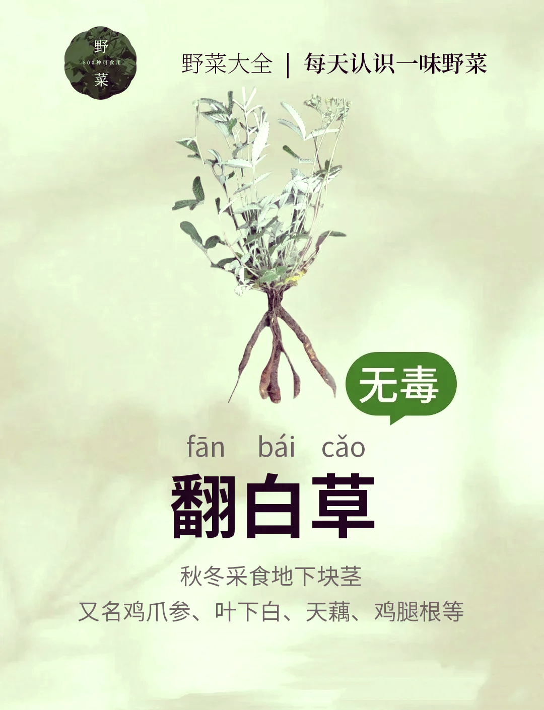 脱力草的功效与作用(脱力草的功效与作用图片 双丽草)