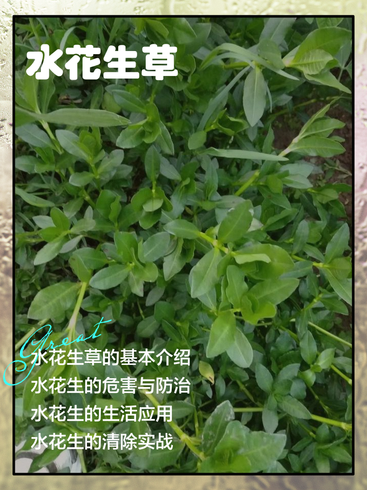 野花生草图片(草子花图片大全)