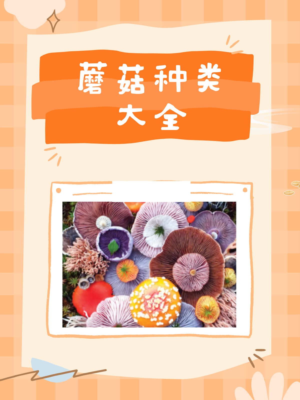 菌类大全名字和图片(广西菌类大全名字和图片)