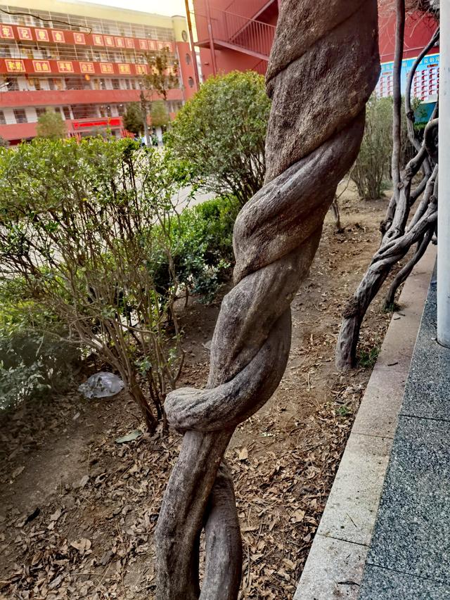 紫藤根(紫藤根图片)