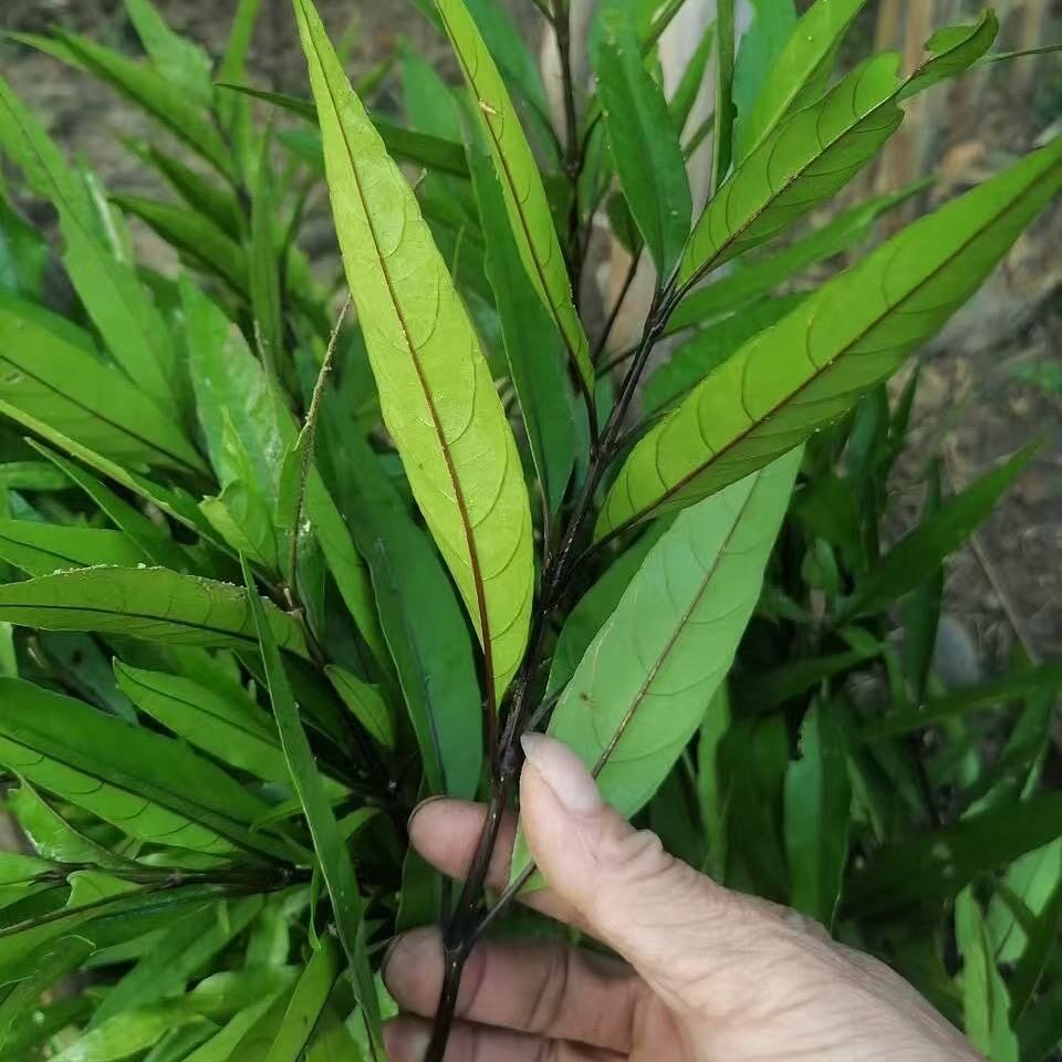 驳骨草的图片(驳骨草的图片与功效和作用)