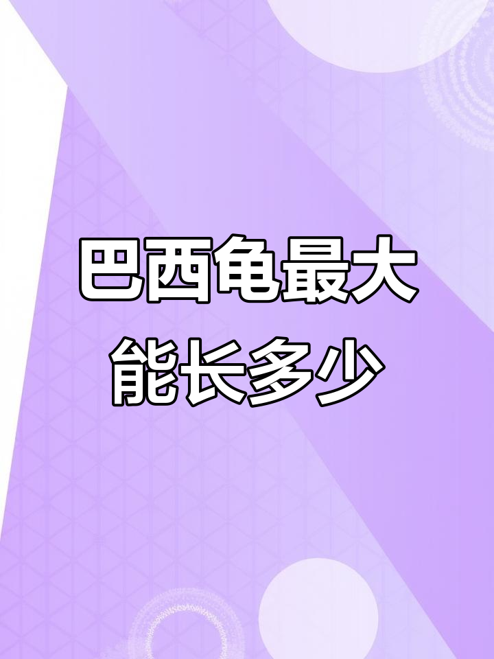 巴西龟怎么看年龄(巴西龟怎么看年龄视频)