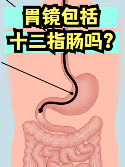 十二指肠球部位置图(十二指肠在肚脐位置图) 十二指肠球部位置图(十二指肠在肚脐位置图)