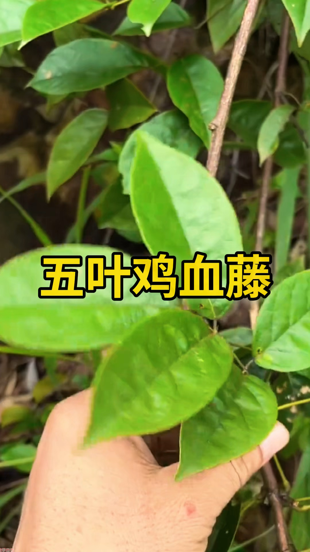 五香血藤的功效与作用(五香血藤的功效与作用及食用方法)