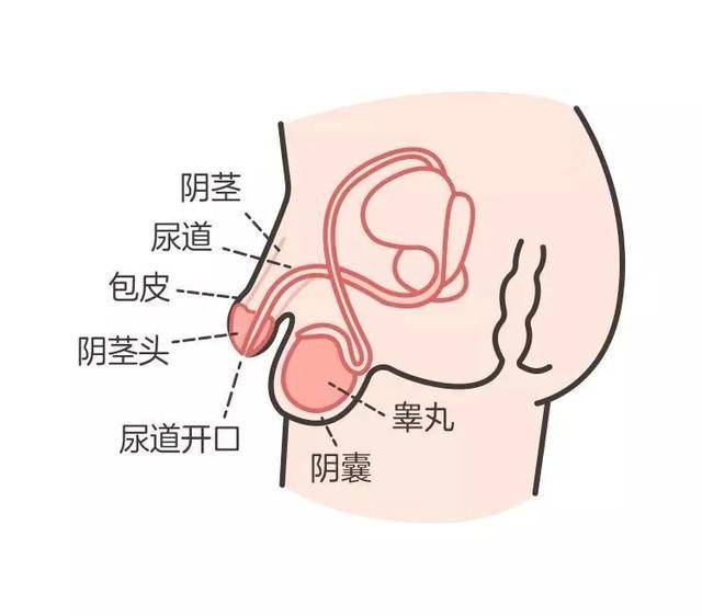 关于男人jj图片的信息