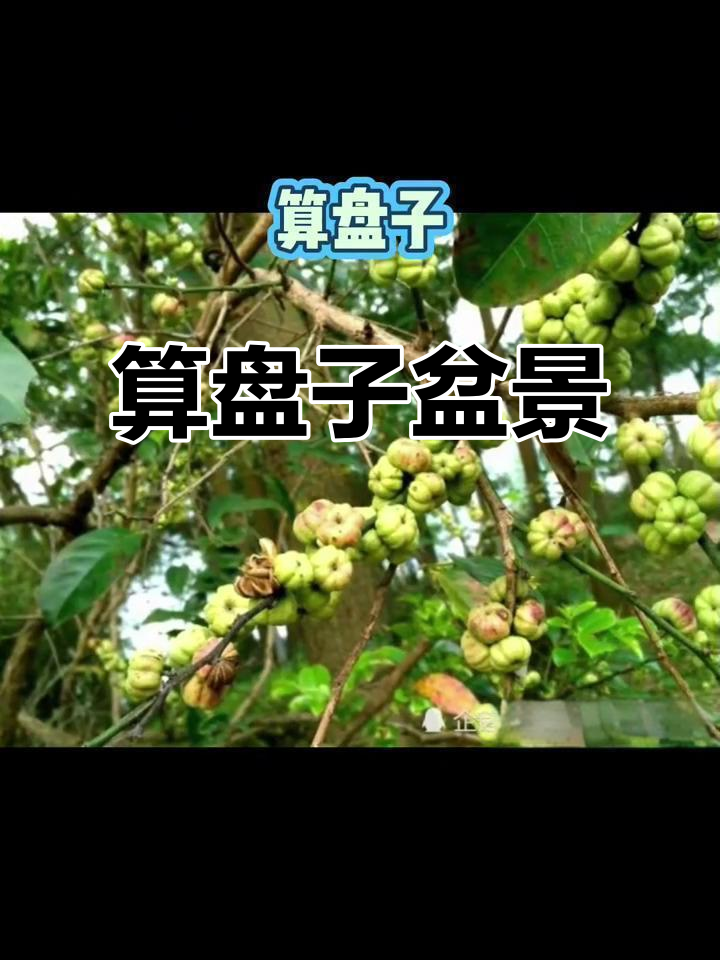 算盘子图片(草药算盘子图片) 算盘子图片(草药算盘子图片)