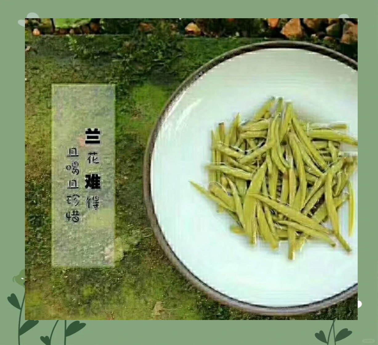 踏雪兰妃属于什么茶叶(踏雪兰妃的功效与作用禁忌)