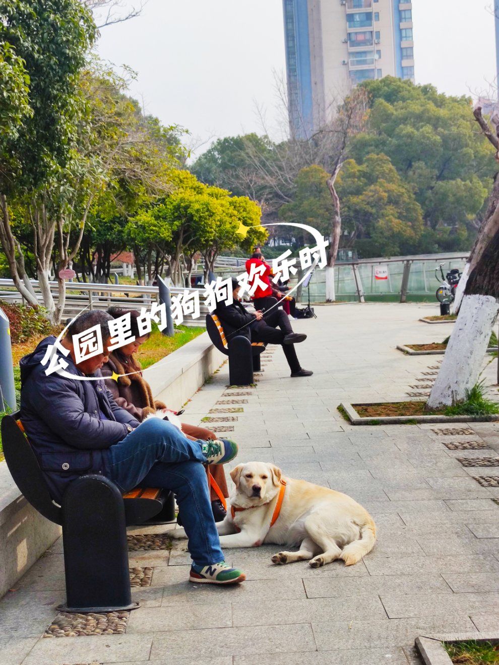 狗狗进公园被拦收2元停车费(狗狗进公园被拦收2元停车费天气预报)