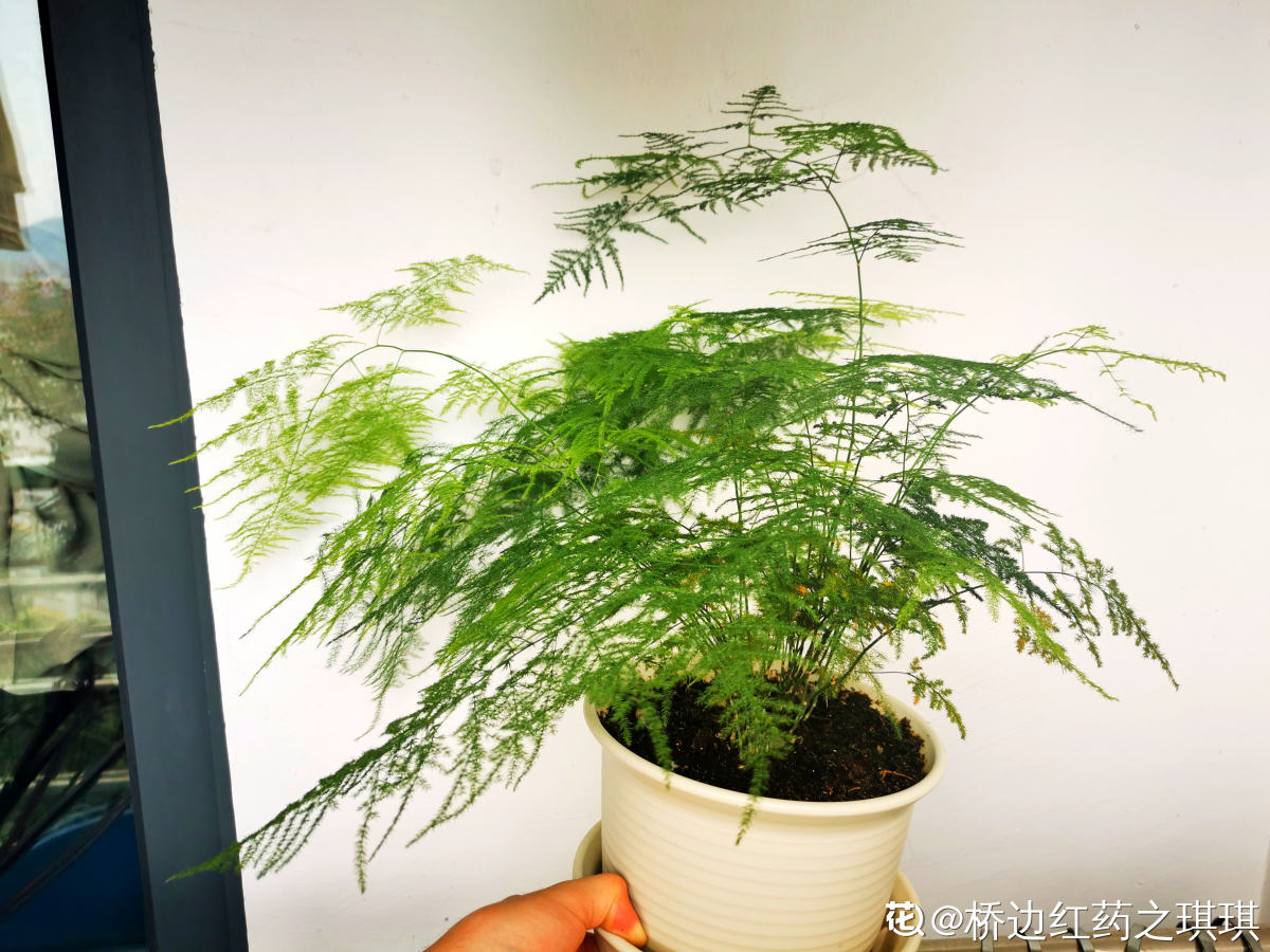 墨绿色怎么调出来(墨绿色三个最佳配色)