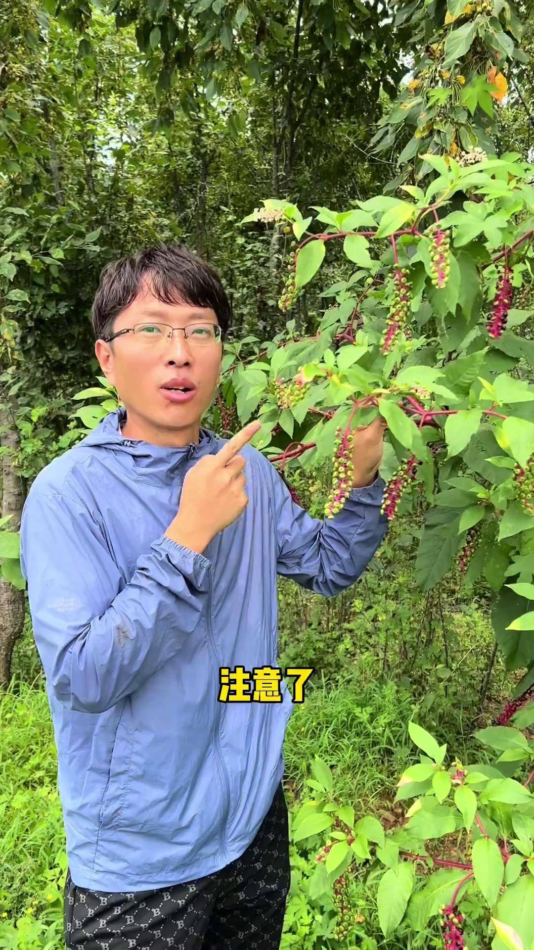 商陆图片(商陆图片功效与作用) 商陆图片(商陆图片功效与作用)