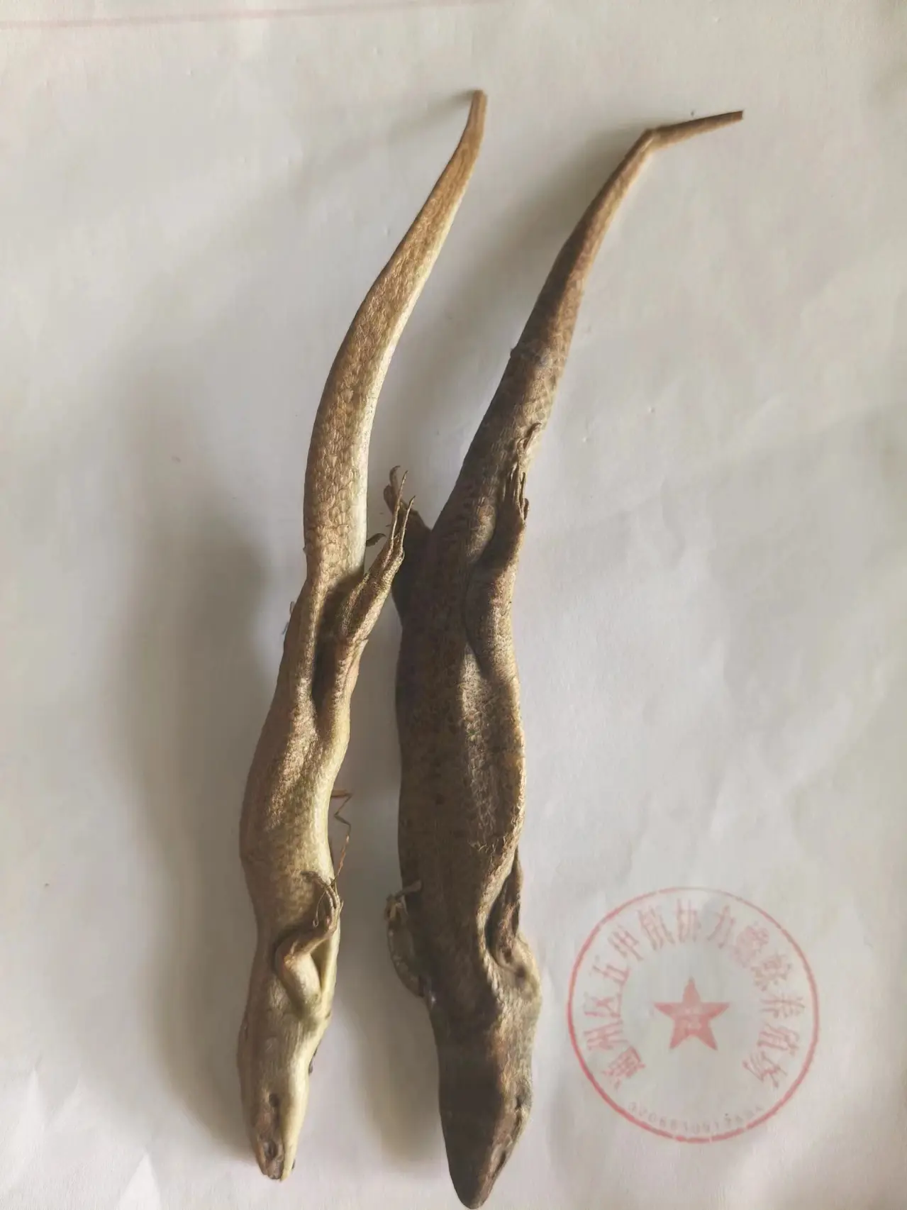 四脚蛇的功效与作用(四脚蛇的药用价值及价格)