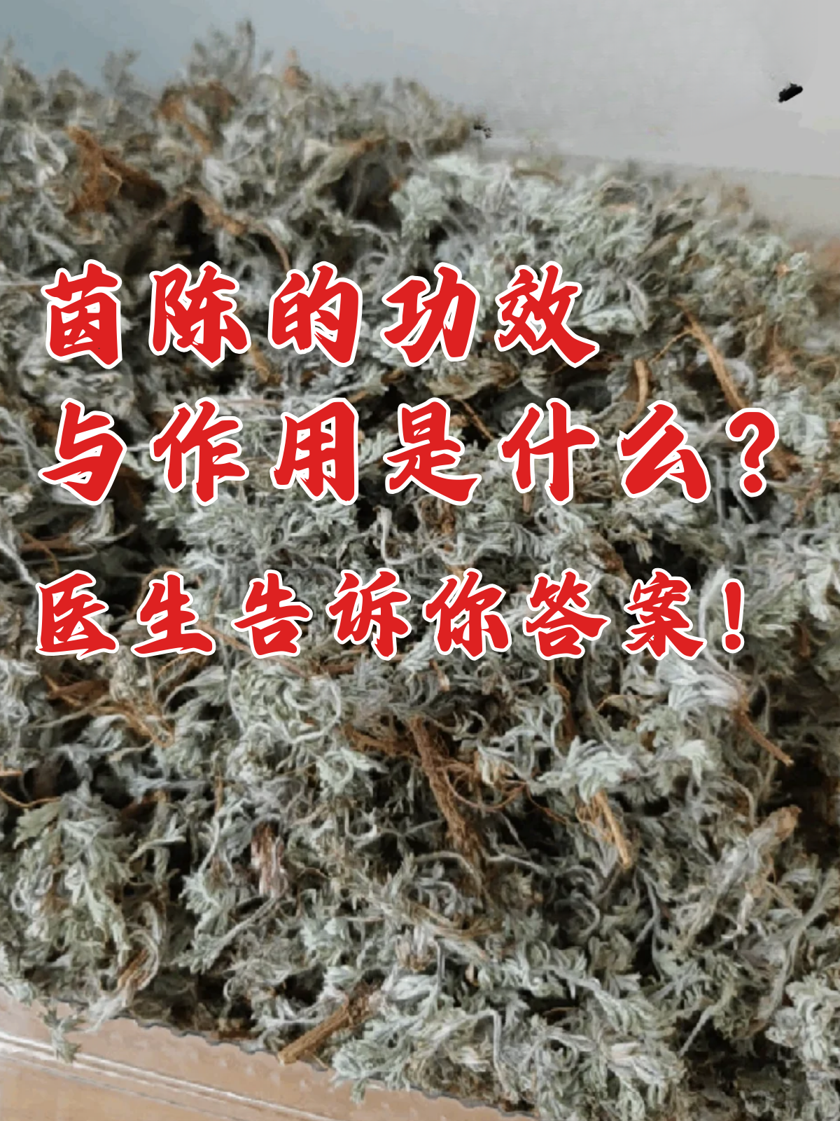 茵陈茶的功效与作用(石城茵陈茶的功效与作用)