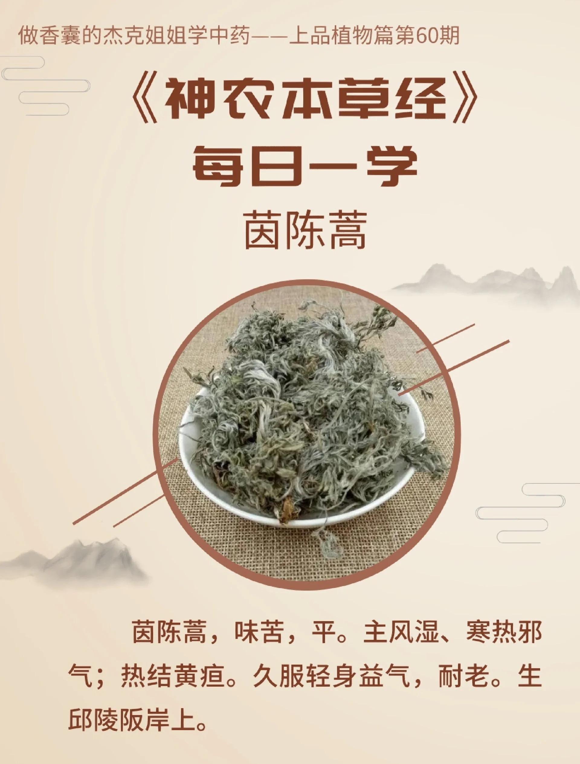 茵陈茶的功效与作用(石城茵陈茶的功效与作用)