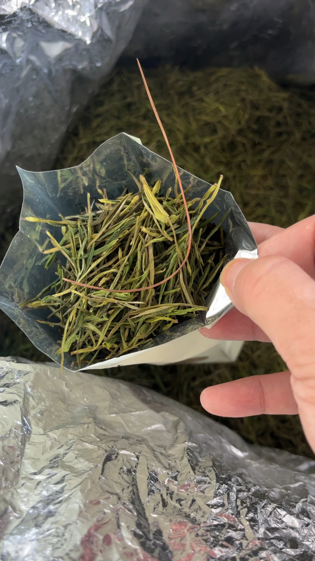 松针茶价格(松针茶价格一览表)