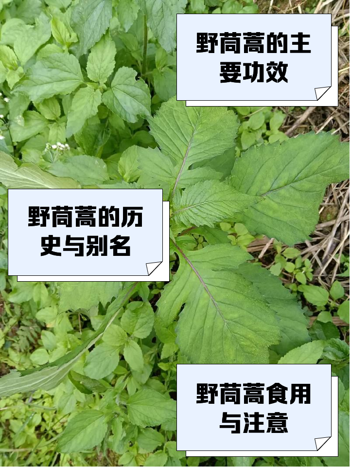 椒蒿的功效与禁忌(椒蒿的功效与作用开花图)