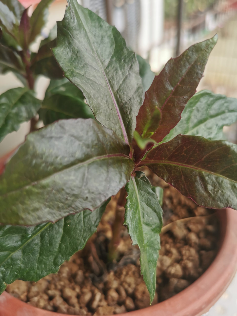 东风菜图片(东风菜有什么功效与作用)