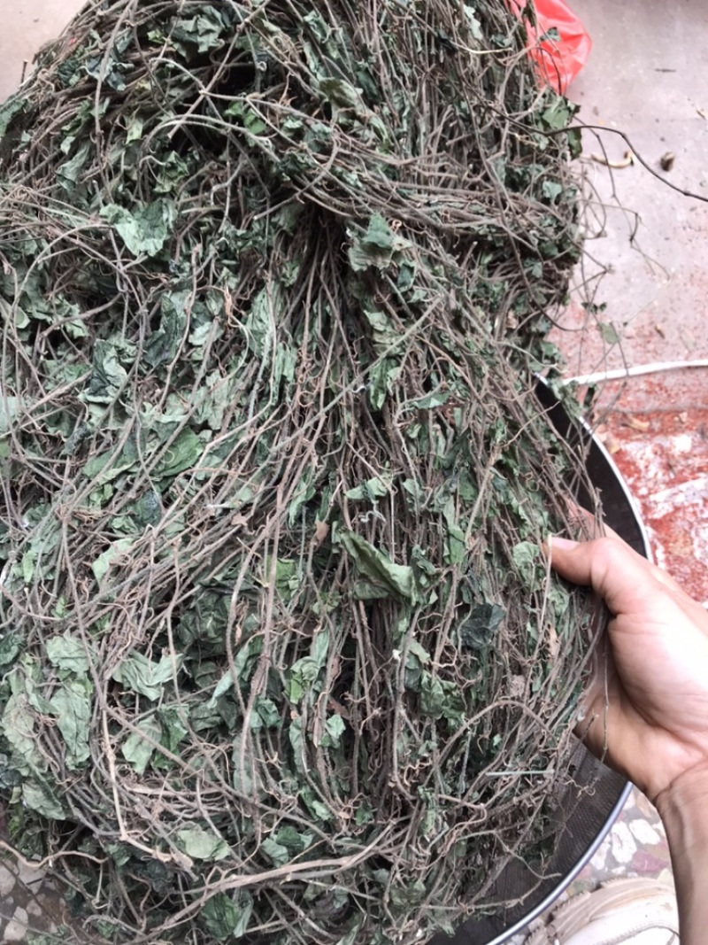 风藤草(风藤草的功效和作用及用法)