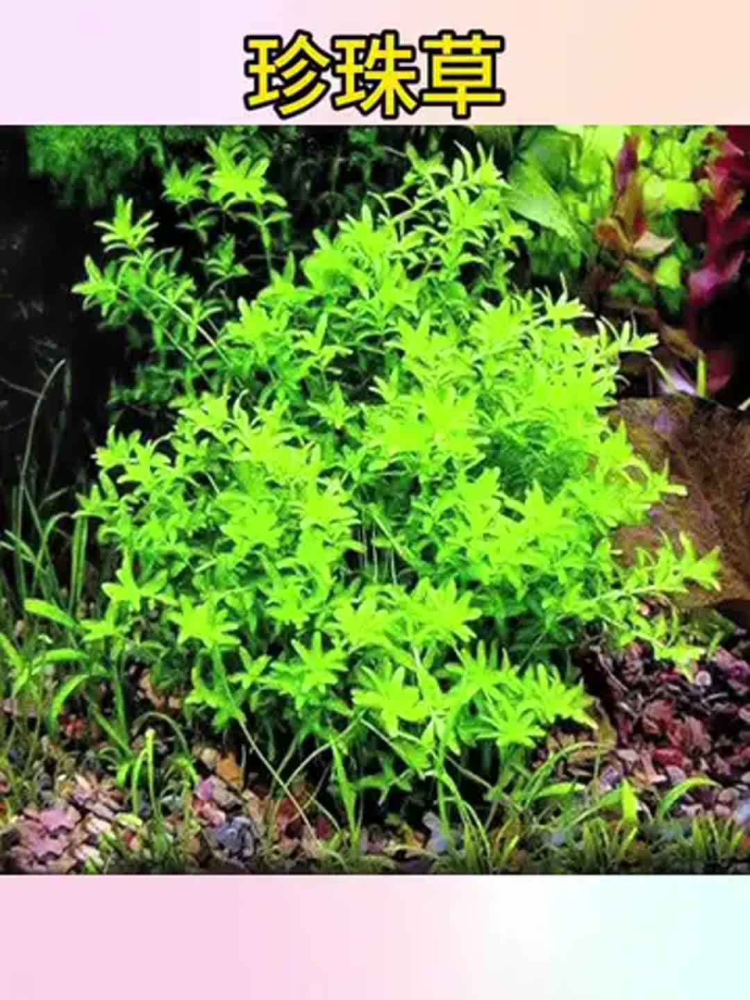 珍珠露水草(珍珠露水草肿瘤) 珍珠露水草(珍珠露水草肿瘤)