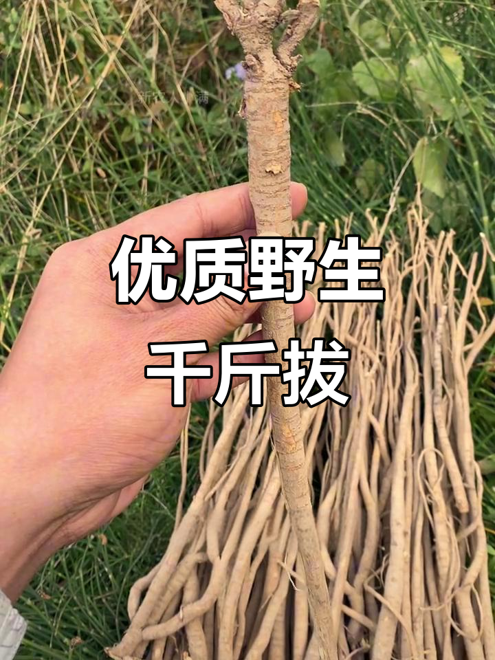 千斤拔的别名(千斤拔的别名是老人屎吗?)