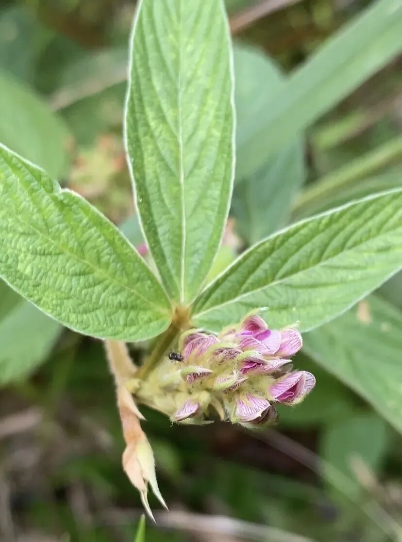 千斤拔的别名(千斤拔的别名是老人屎吗?)