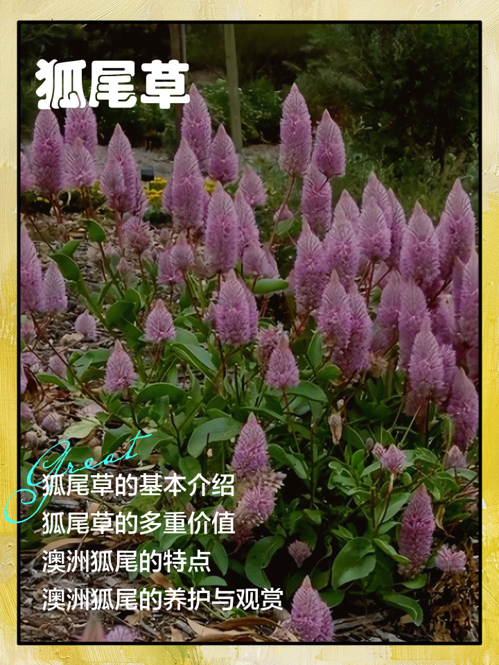 狸尾草的功效与作用(狸尾草的功效与作用及禁忌)