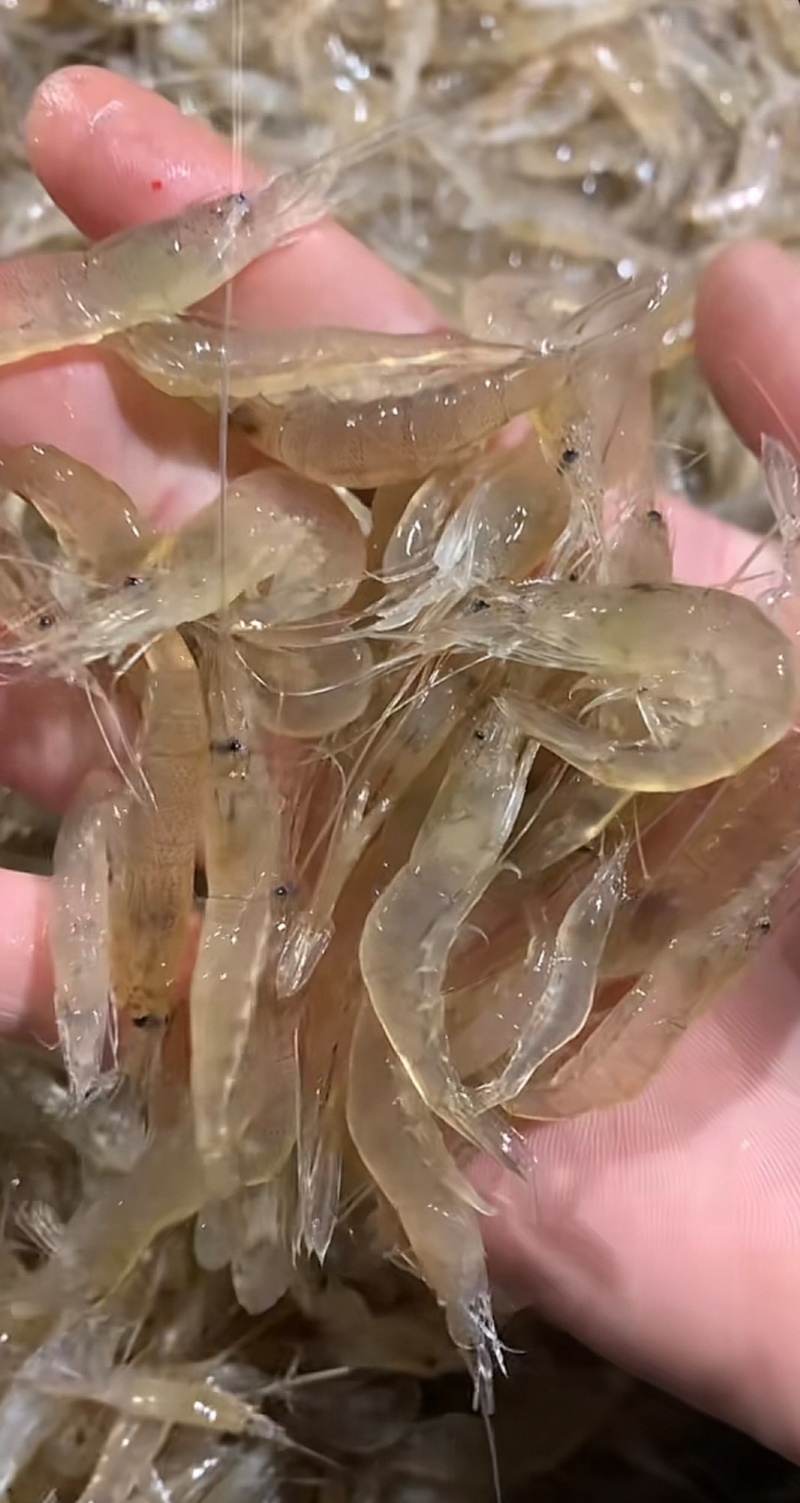 海虾图片(海虾图片简笔画图片)