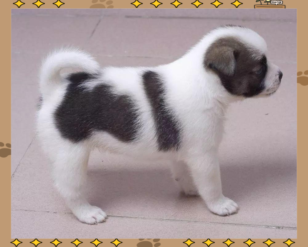 18种串串狗(18种串串狗小犬)
