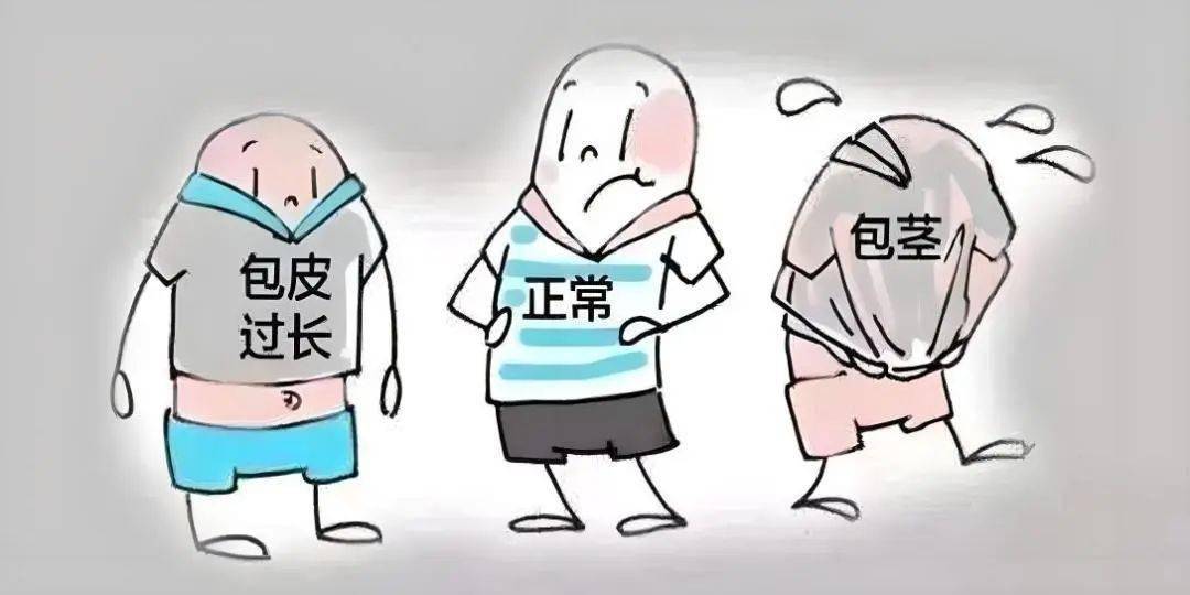男人阳茎图片(男人阳萎的样子)