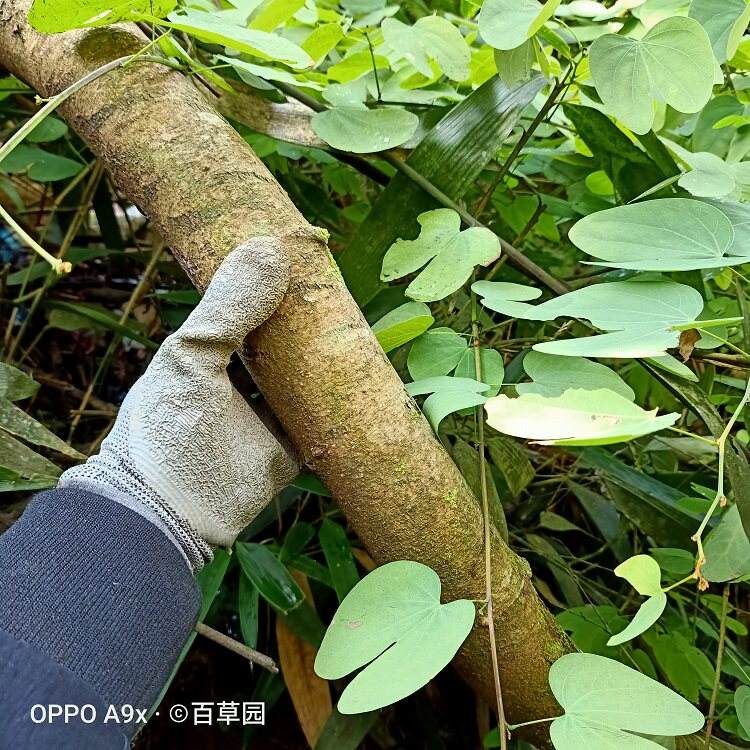 夜关门草图片功效与作用(夜关门草药图片怎么有多种图片)