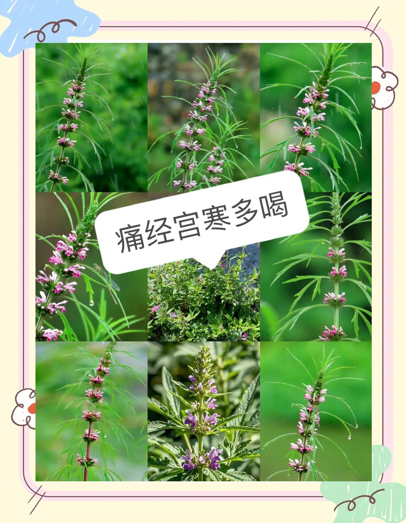 益母草流浸膏的作用(益母草流浸膏吃多久才有效)