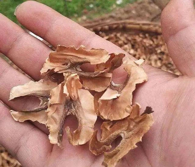分心木对失眠起作用吗(分心木对失眠起作用吗 分心木如何吃能改善失眠)