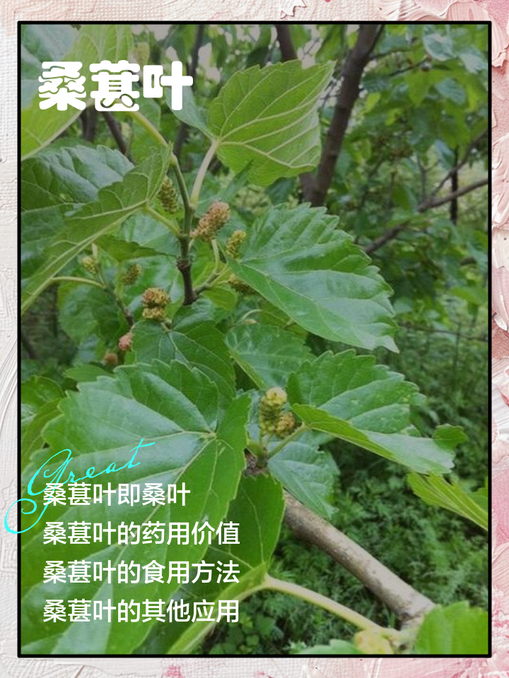 桑叶有几个品种及图片(桑叶有几种每一种都能吃吗)