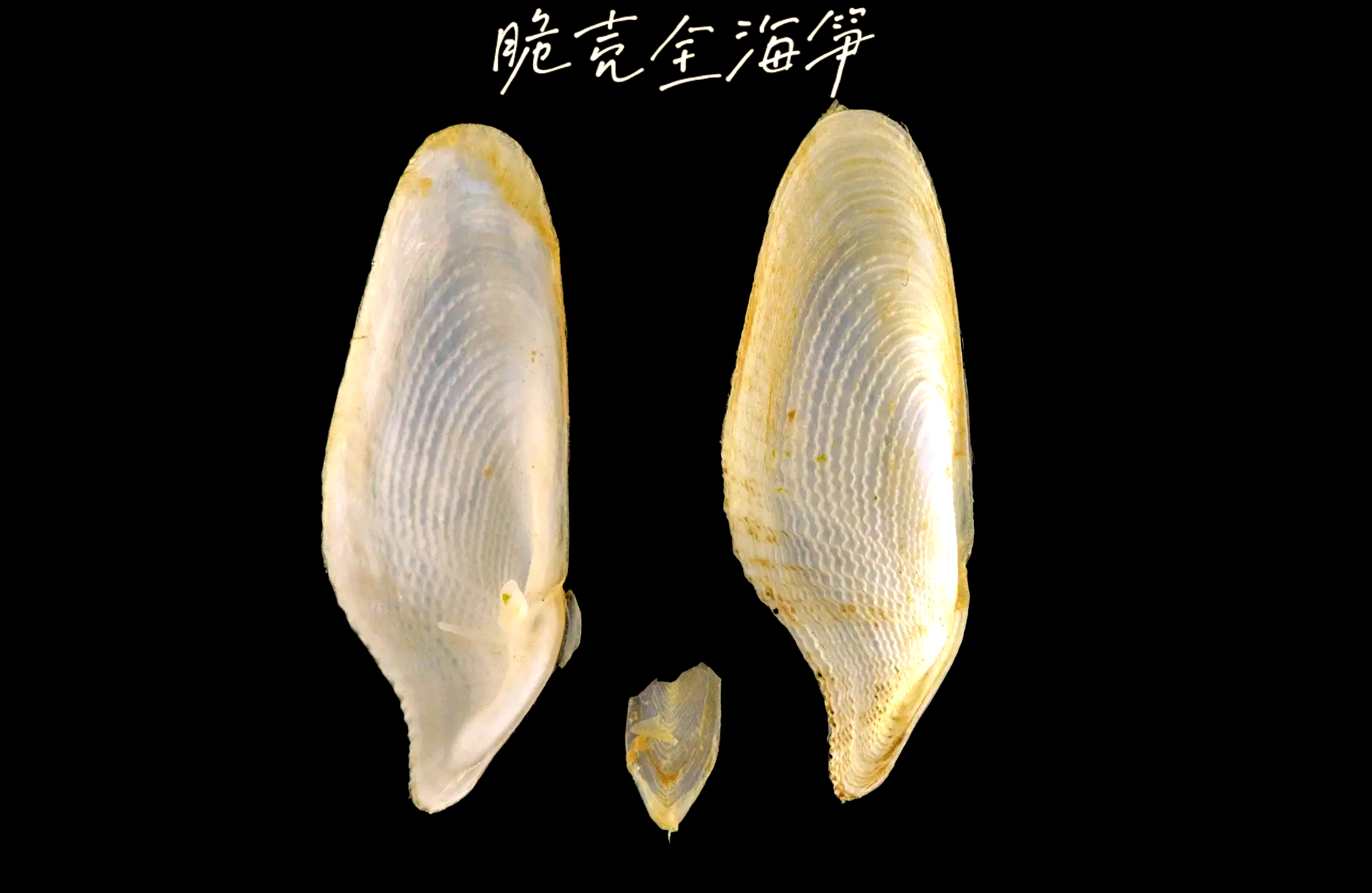 海笋图片(酸辣海笋图片)