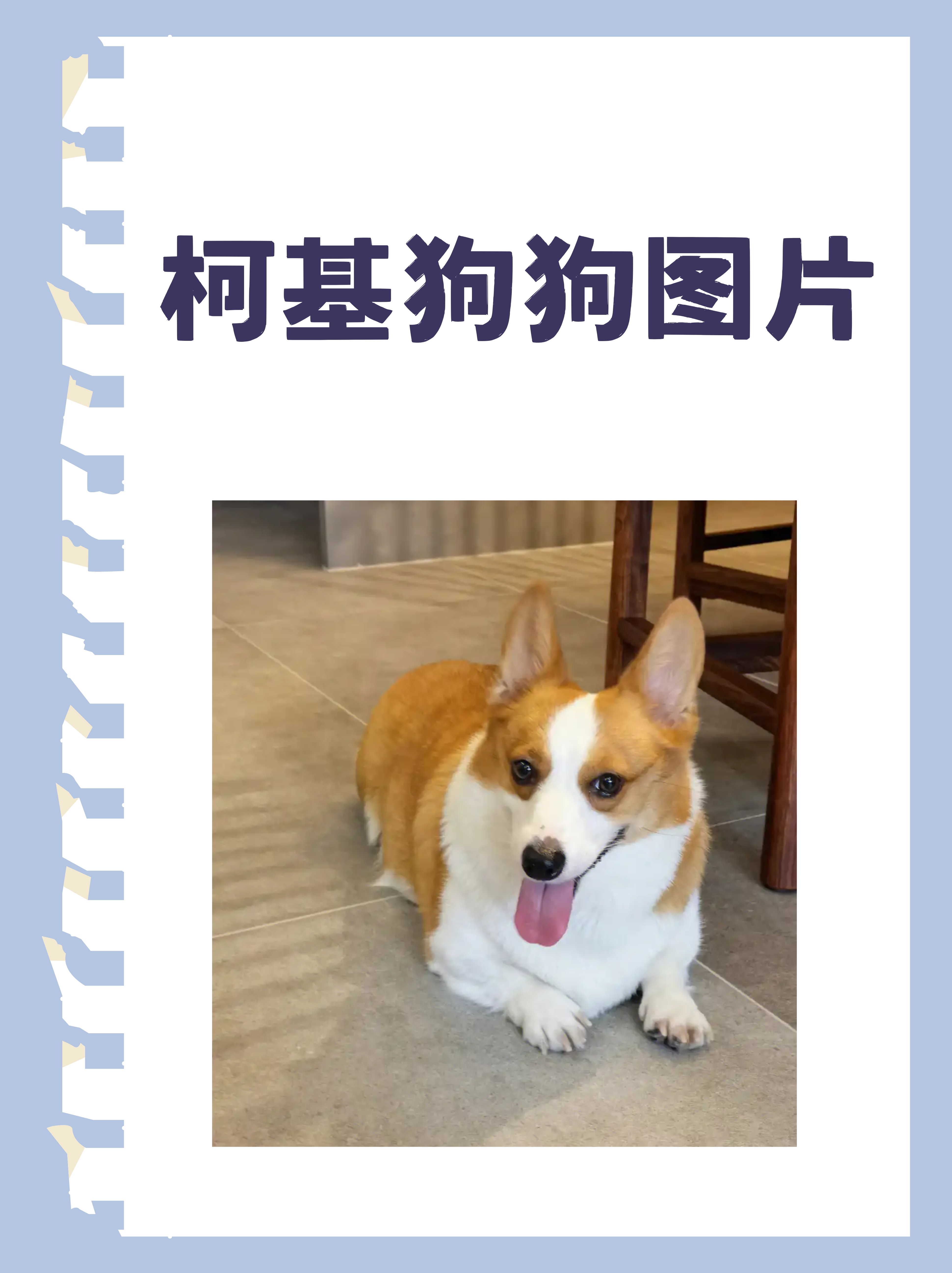 狗的品种图片大全(狗的品种图片大全大图及名称)