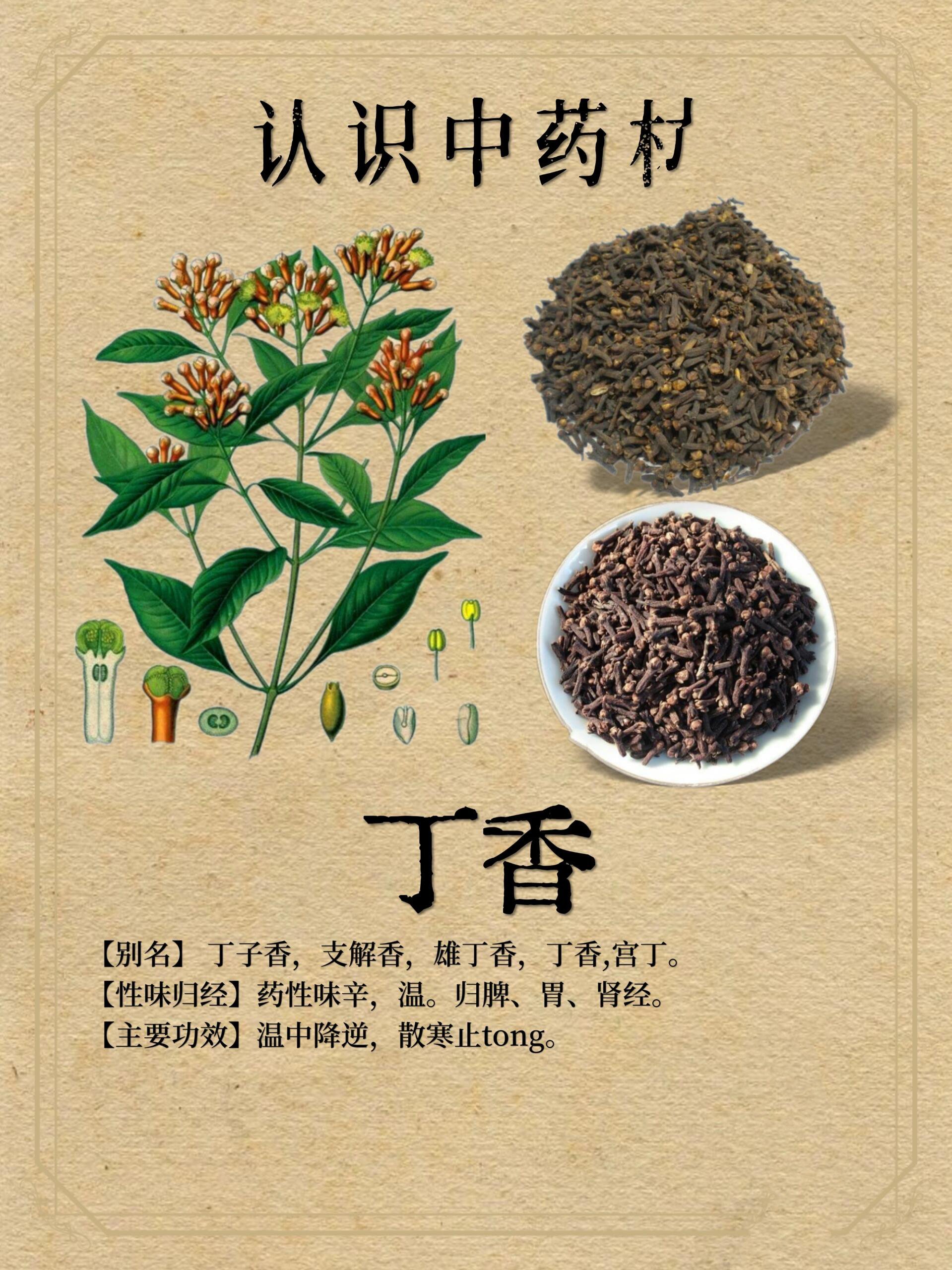 丁香酚的作用与功效(丁香酚的作用与功效是什么)