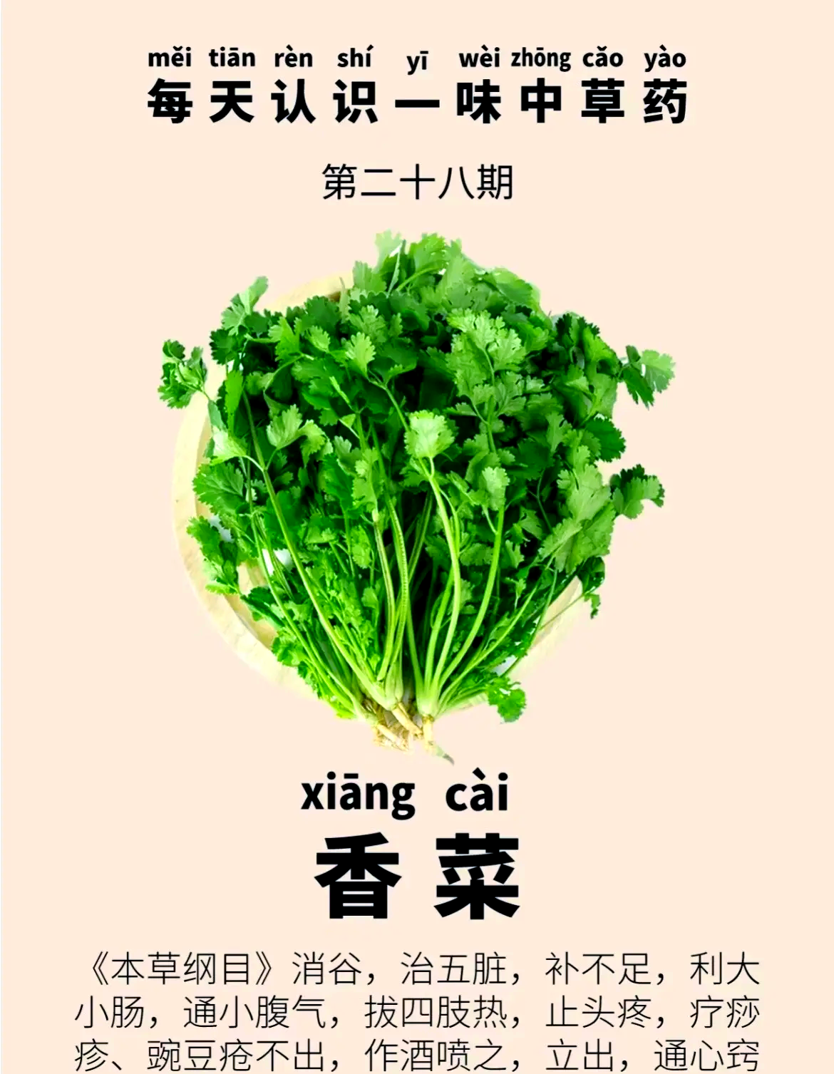 小茴香菜的功效和作用(小茴香菜的功效作用与主治)