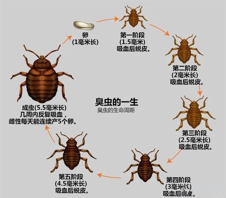 若虫和幼虫有什么区别(幼虫和若虫是一个意思吗)