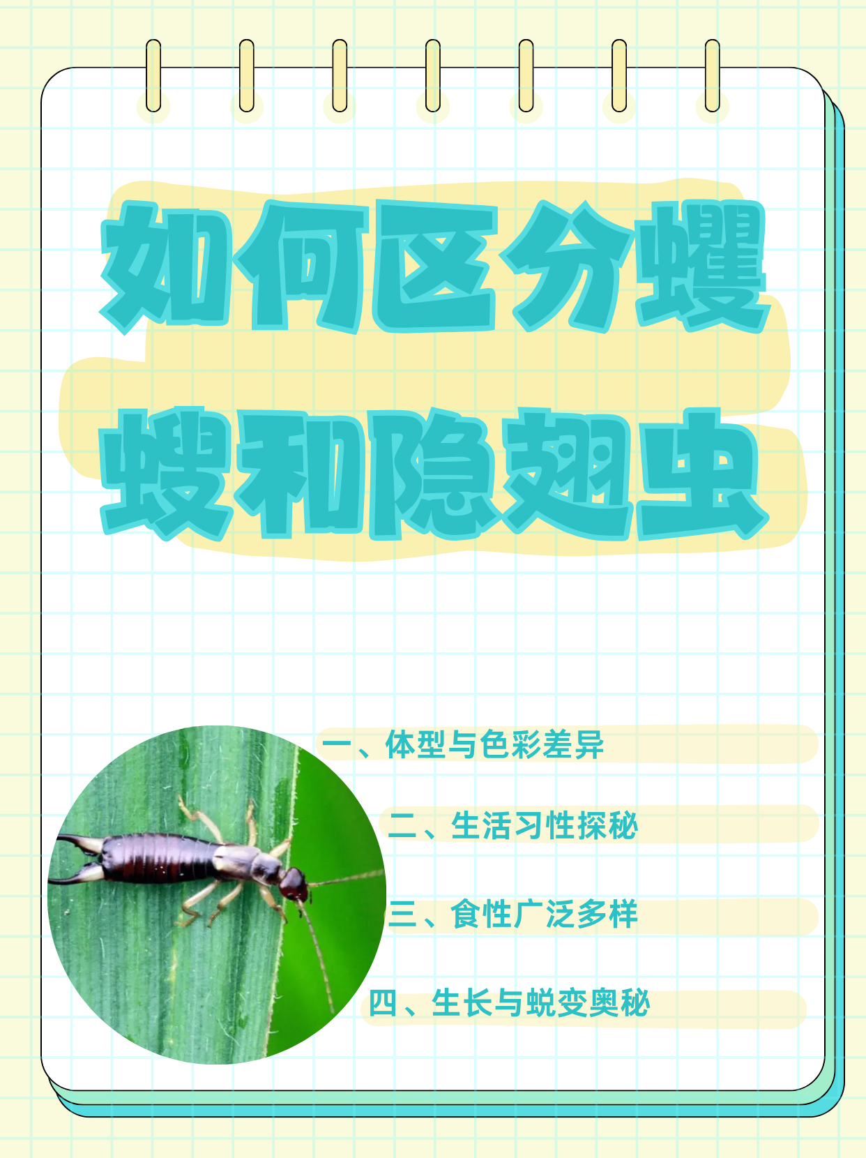 若虫和幼虫有什么区别(幼虫和若虫是一个意思吗)