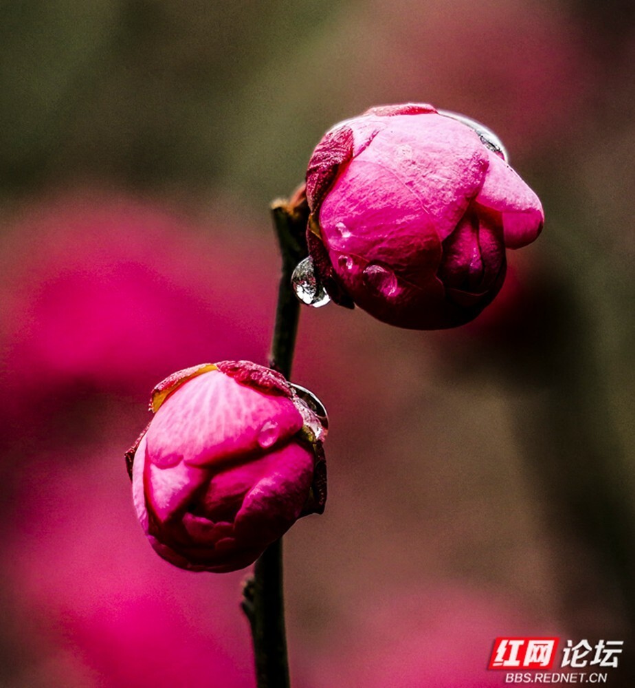 落霜红(落霜红根)