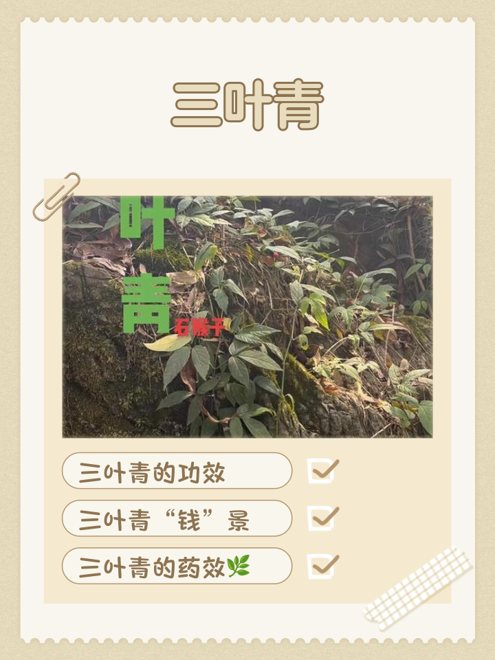 三清茶的功效与作用(古方三清茶的功效与作用)