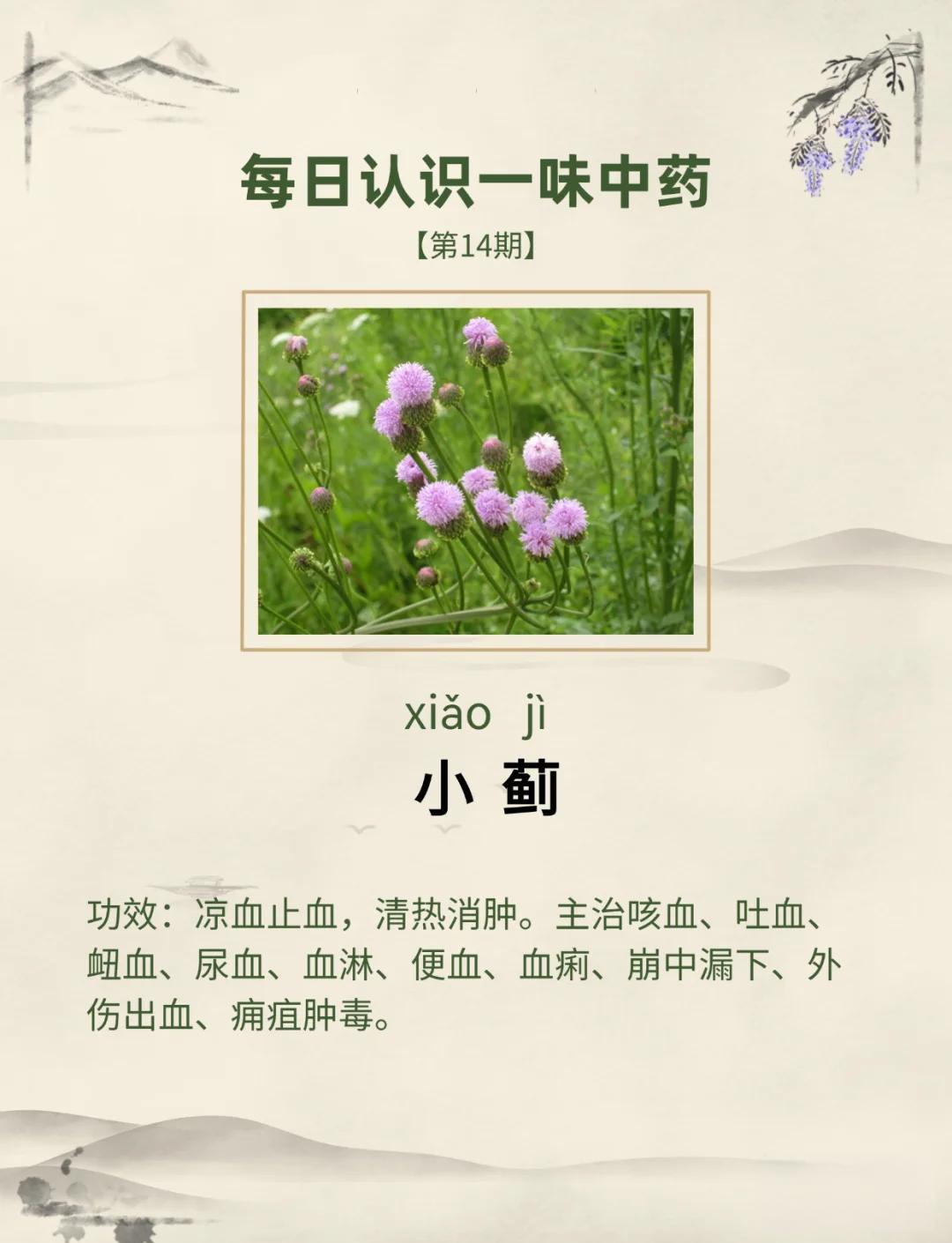 小蓟饮子(小蓟饮子的标准配方)