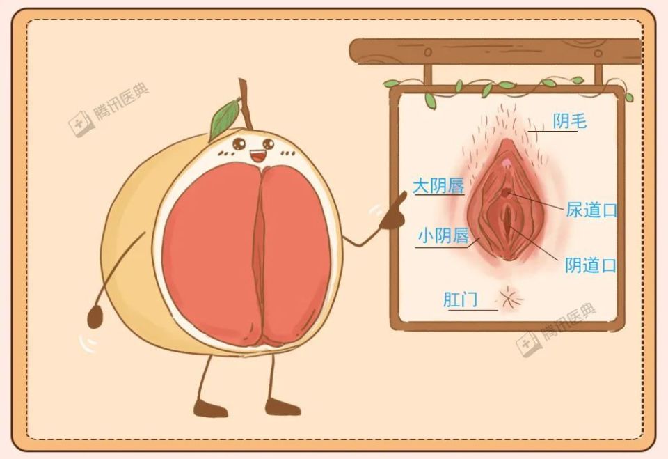 女生下面图的简单介绍