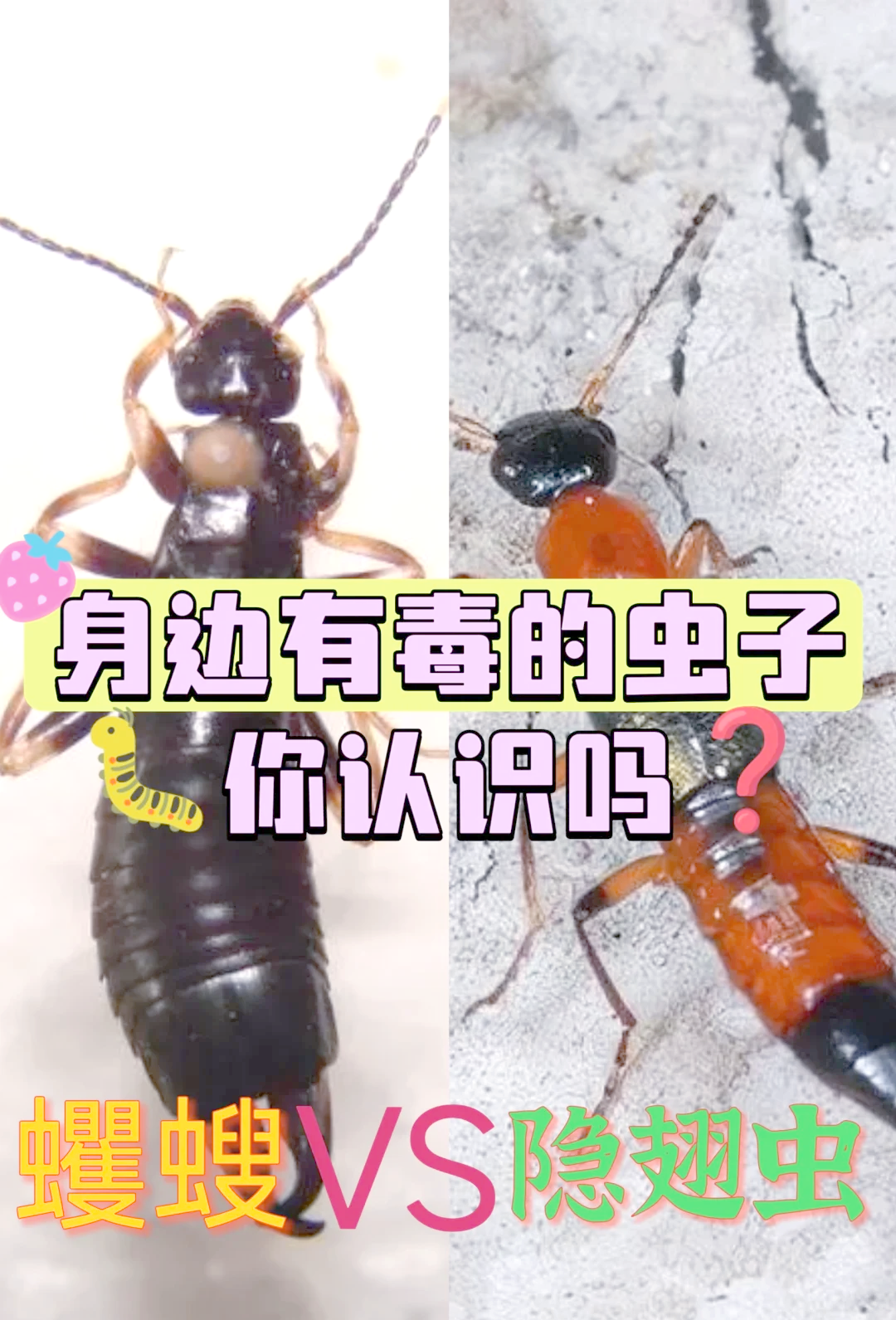 蠼螋图片(蠼螋图片读音)