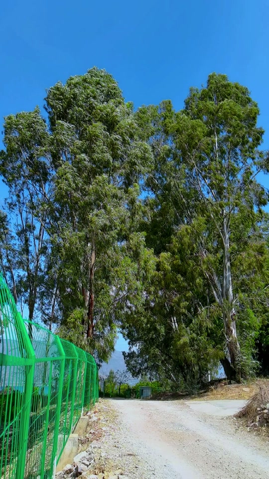 大叶桉叶的功效与作用(大叶桉叶的功效与作用 中医世家)
