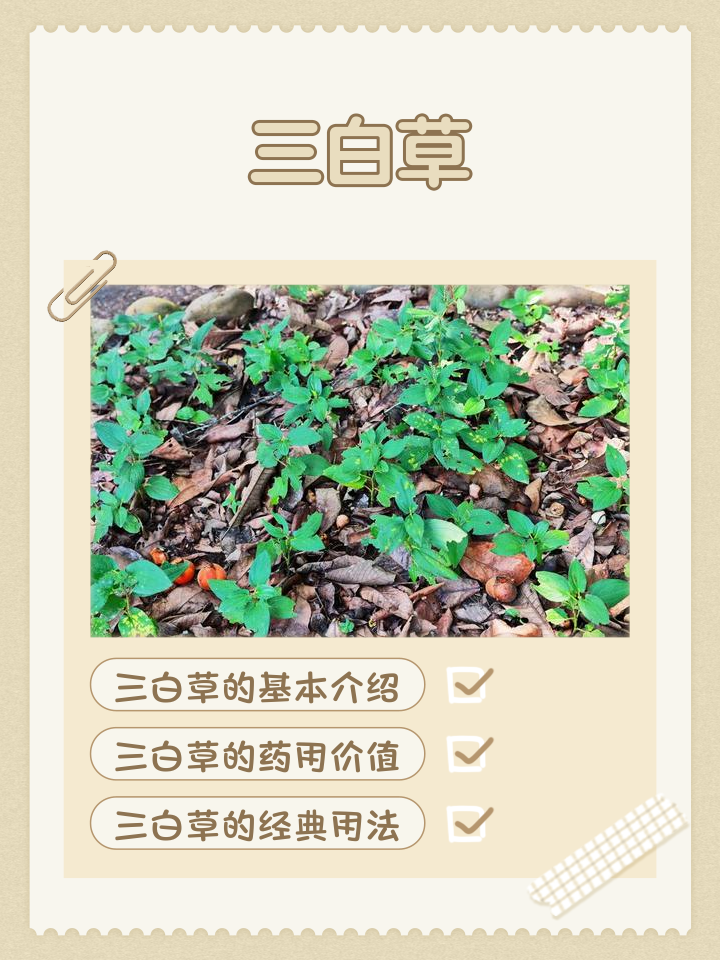 翻白叶的功效与作用(翻白叶的功效与作用图片)