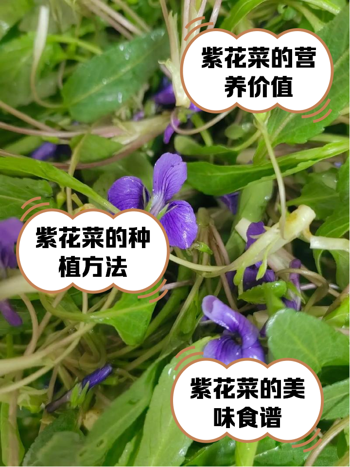 紫菜和裙带菜的区别(紫菜和裙带菜的区别是什么) 紫菜和裙带菜的区别(紫菜和裙带菜的区别是什么)
