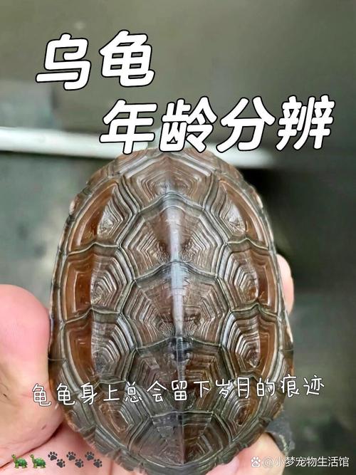 乌龟怎么看年龄图解(乌龟怎么看年龄·秒懂百科)